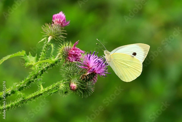 Obraz butterfly on flower