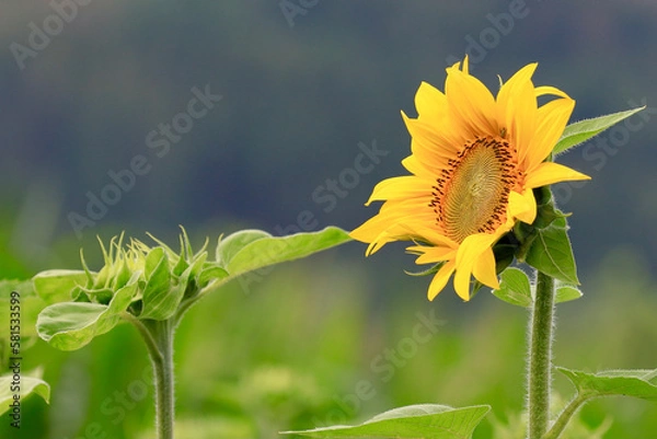Obraz sunflower