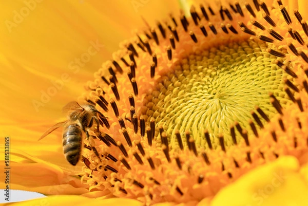 Obraz bee on a sunflower