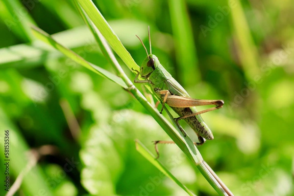 Obraz grasshopper on the grass
