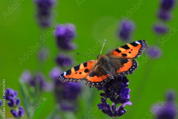Obraz butterfly on flower