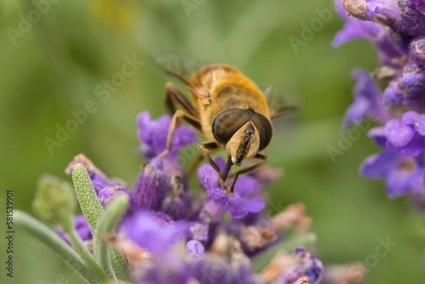 Obraz bee on lavender