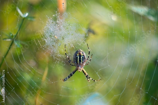 Obraz spider on web