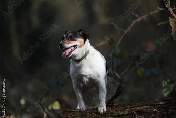 Fototapeta Chien Jack Russell