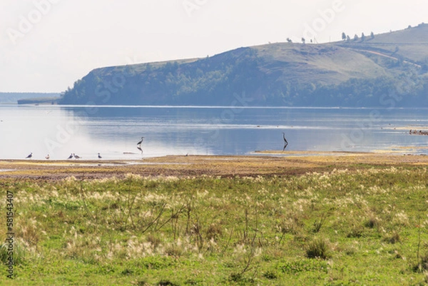 Fototapeta lake surrounded by a lush green hillside, mountain on background.herons and gulls hunt fish in shallow water