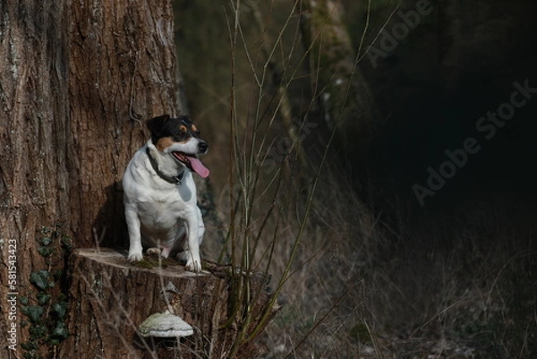 Fototapeta Chien Jack Russell