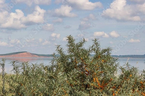 Fototapeta bushes of ripe sea buckthorn on the shore of the lake.lake surrounded by green forest, red mountain on background