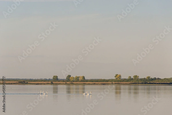 Fototapeta a family of swans floating on a lake, close up. nature animals landscape. green forest on background