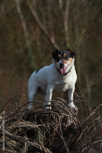 Fototapeta Chien Jack Russell