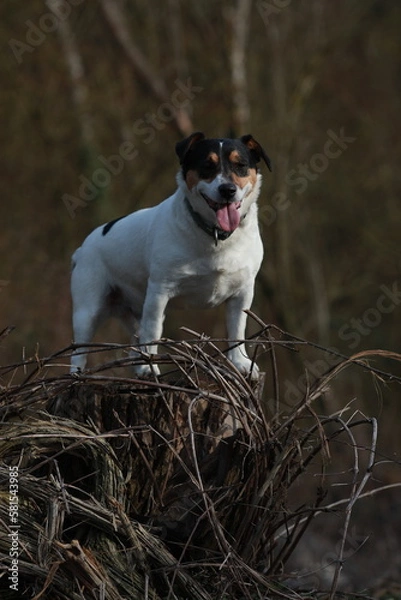 Fototapeta Chien Jack Russell