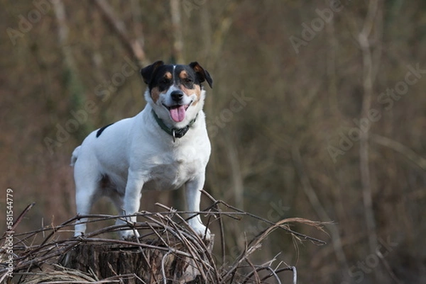 Fototapeta Chien Jack Russell
