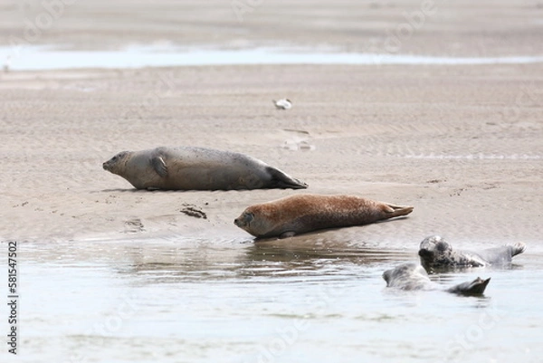 Fototapeta Phoques de Berck sur Mer