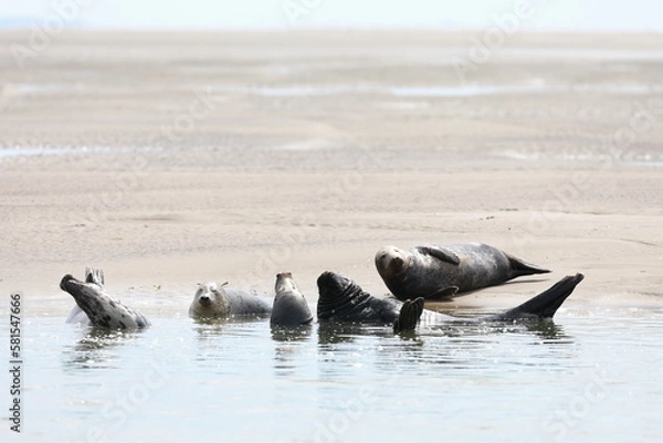 Fototapeta Phoques de Berck sur Mer