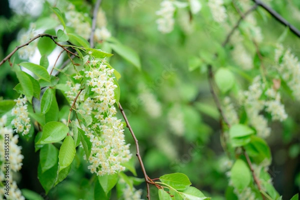 Fototapeta spring leave branch with tiny white flowers