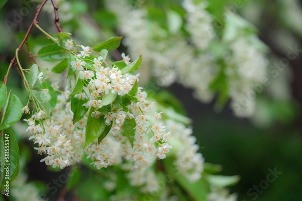 Fototapeta spring leave branch with tiny white flowers