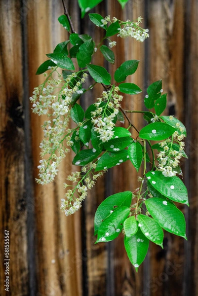 Fototapeta spring leave branch with tiny white flowers after rain