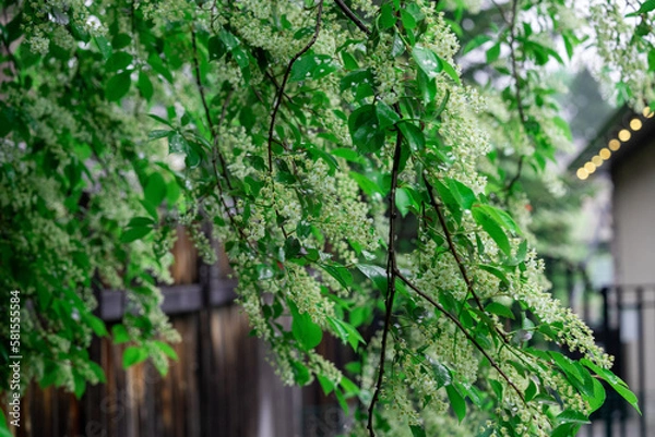 Fototapeta spring leave branch with tiny white flowers