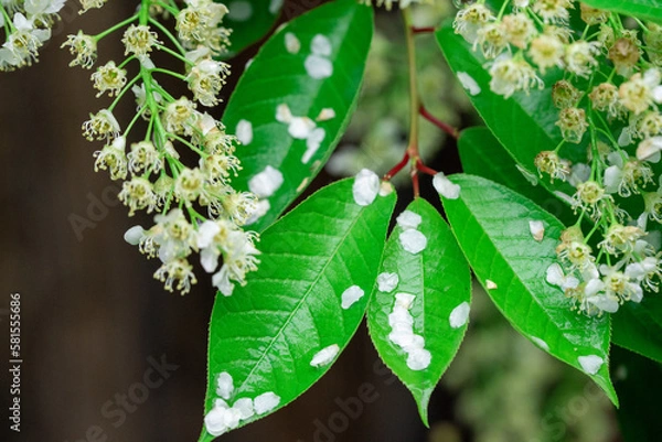 Fototapeta spring leave branch with tiny white flowers, bird cherry