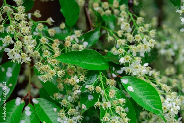 Fototapeta spring leave branch with tiny white flowers