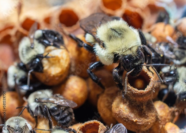 Obraz Bumble bee colony