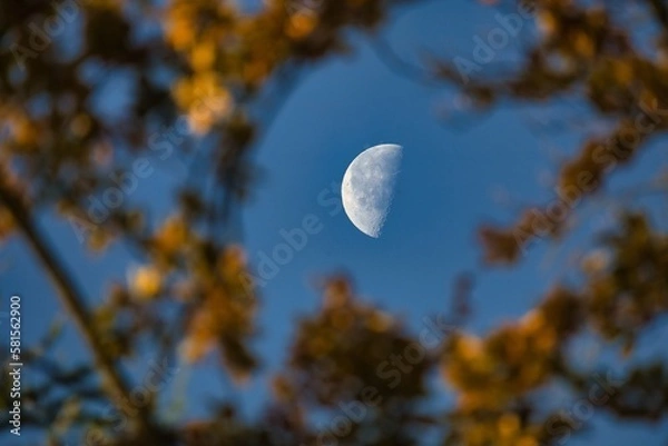 Obraz moon in the sky