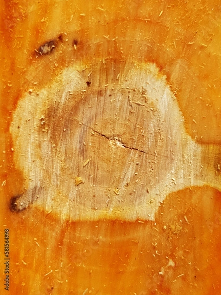 Fototapeta Close-up of the trunk of a sawn apple tree