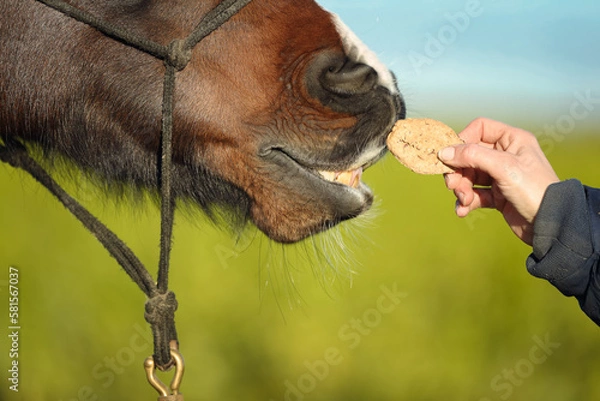 Obraz Pferd frisst Leckerli