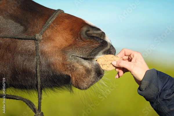 Obraz Pferd frisst Leckerli