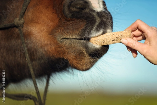 Obraz Pferd frisst Leckerli