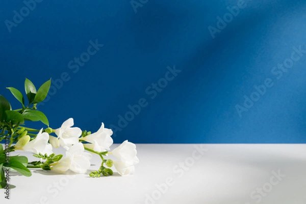 Fototapeta Bright green branches, white freesia flowers with soft shadows on empty deep blue background. Backdrop for product presentation. Beauty cosmetic advertising mockup. Minimal eco still life. Front view.