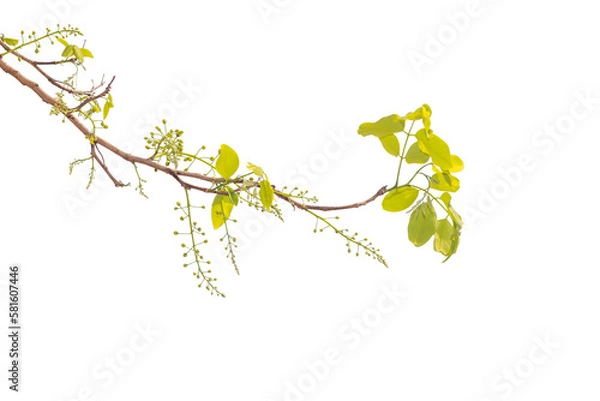 Fototapeta Cassia fistula flowers isoleted transparent background.Golden shower tree plant object element