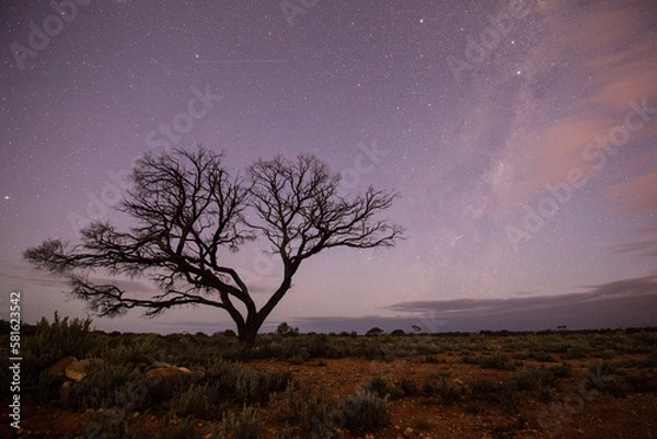 Obraz tree at sunset
