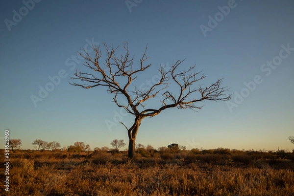 Obraz Dead tree at sunset