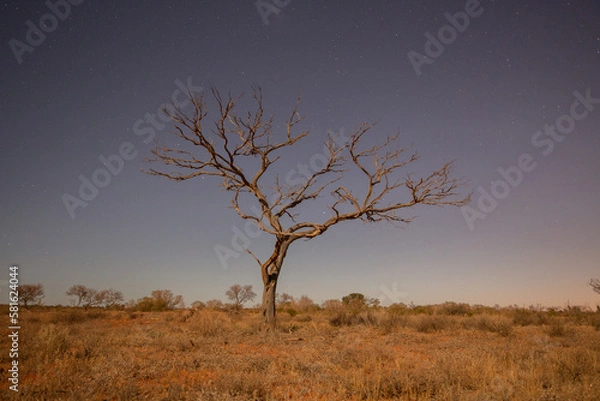 Obraz tree in the desert