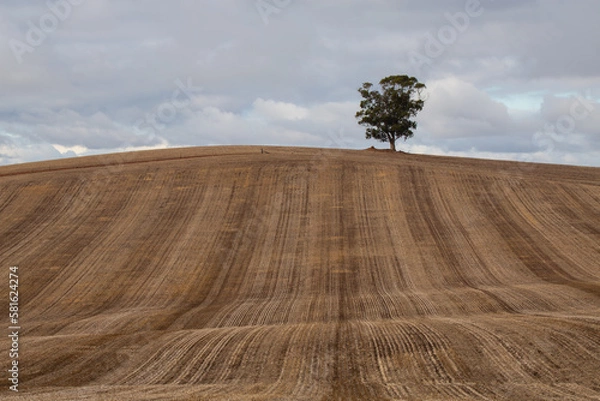 Obraz landscape with a tree