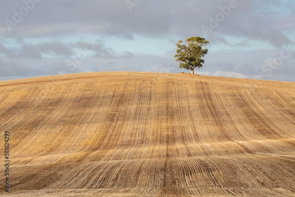 Obraz landscape with a tree