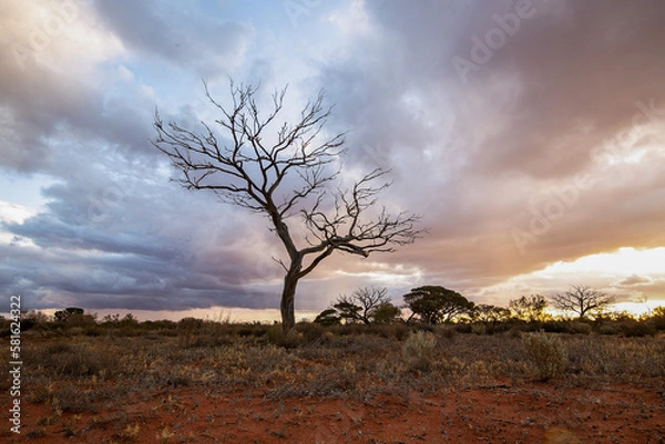 Obraz tree in the desert