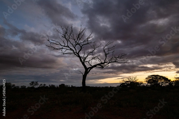 Fototapeta tree in the sunset