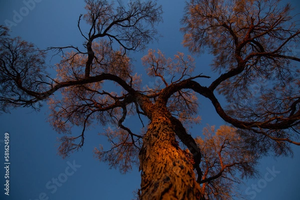 Obraz Tree at a strange perspective