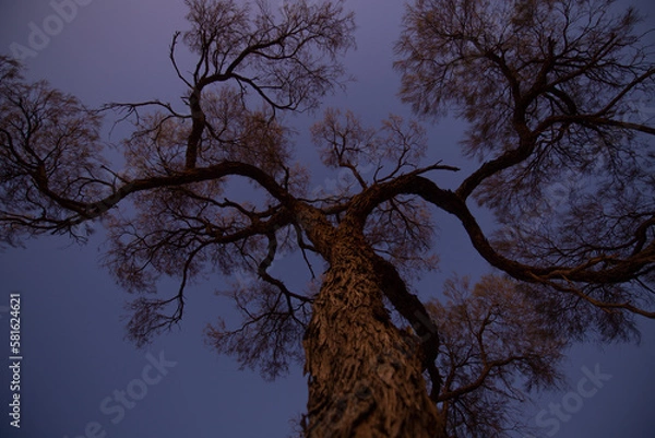 Obraz Tree at blue hour from underneath