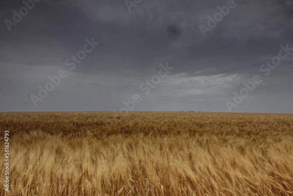 Obraz wheat field under sky