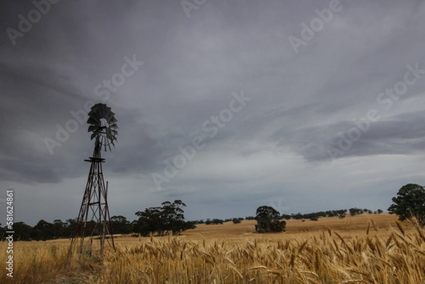 Obraz wheat field and windmill