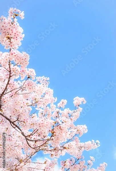 Obraz 満開の桜の花と青空、桜の花のクローズアップ、染井吉野、桜のフレーム	、さくら

