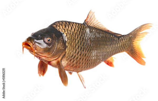 Obraz ryba karp na białym tle