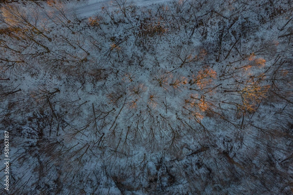 Obraz trees in the snow