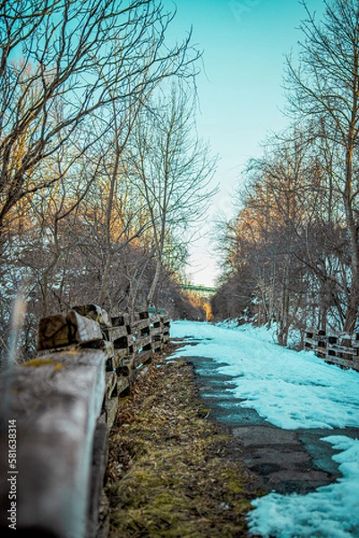 Obraz landscape with trees and snow