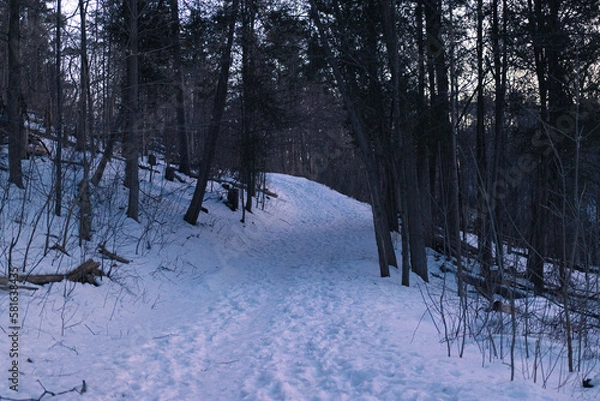 Obraz winter forest in the snow