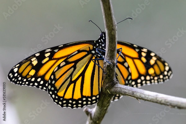 Fototapeta Monarch or Wanderer Butterfly resting on branch