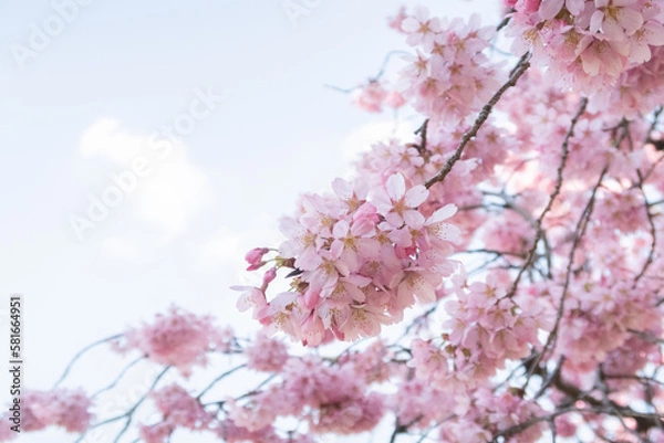 Obraz ピンク桜を咲く