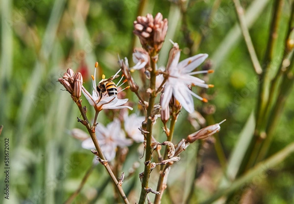 Fototapeta Branched Asphodel: A species of asphodel also known as King's Wand, King's Staff and Small Asphodel, its botanical name is Asphodelus Ramosus. Bee on flower collecting pollen